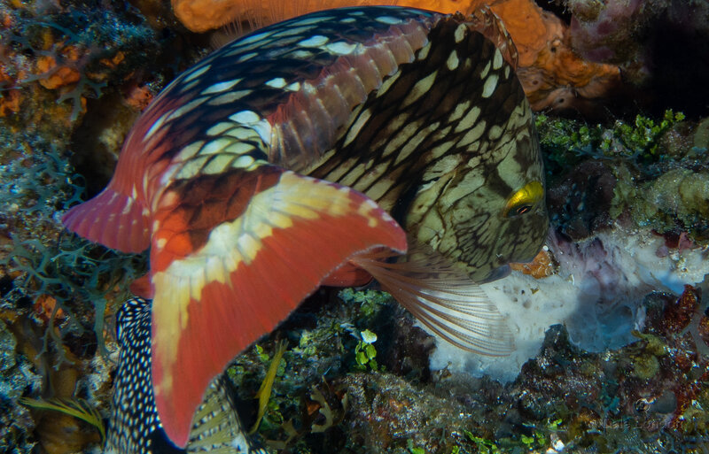 Coz Sep 2024 Stoplight Parrotfish Initial Phase 001c.jpg Coz Sep 2024 Stoplight Parrotfish Initial Phase 001c.jpg