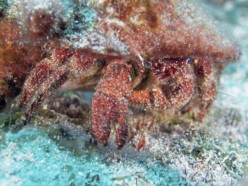 Coz Sep 2024 White Speckled Hermit crab 001c.jpg