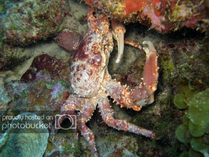 crab.jpg crab.jpg