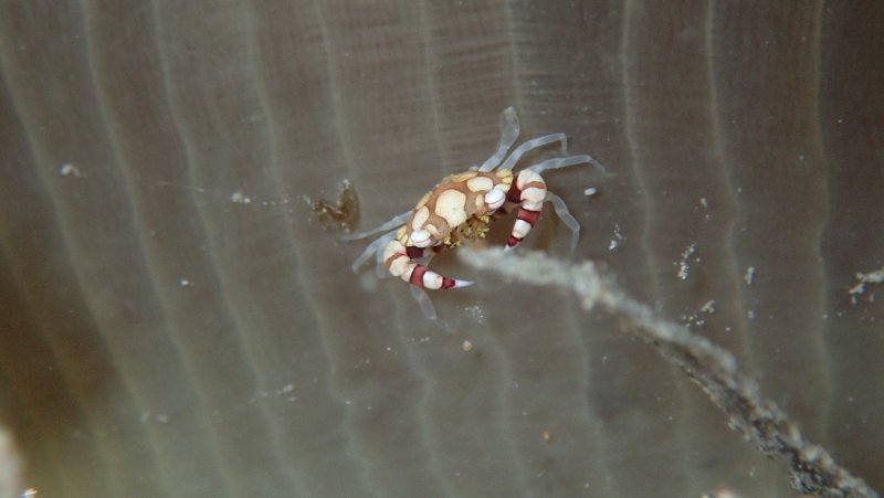 CRAB TINY.JPG