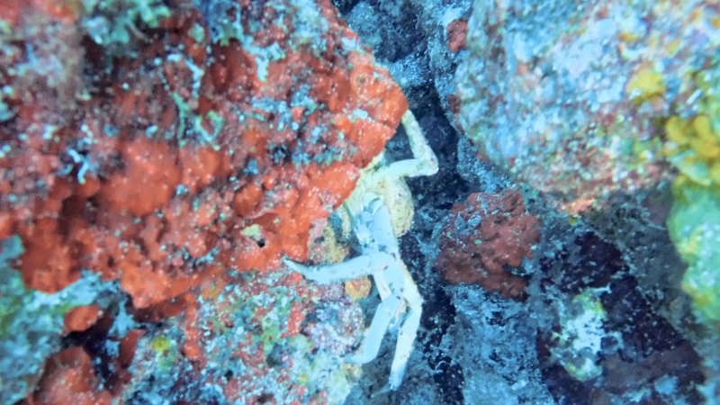 Crab1.jpg