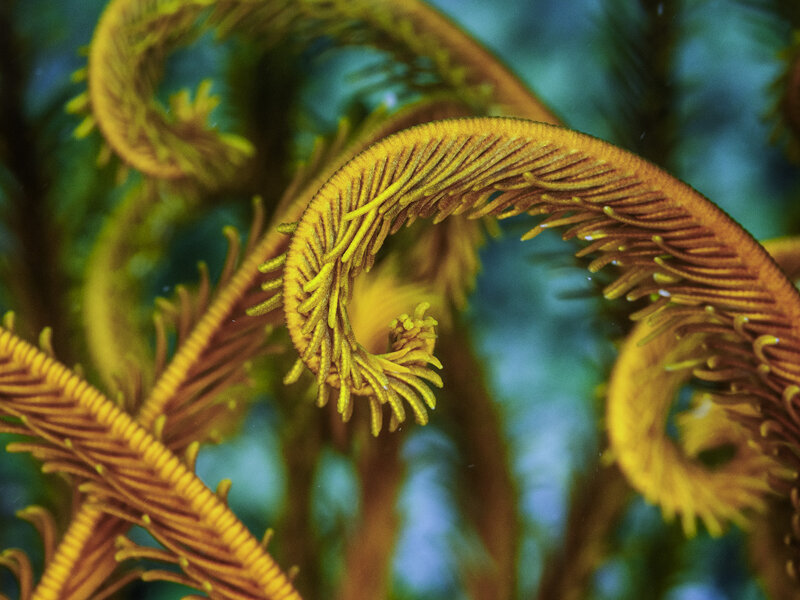 crinoid.jpg