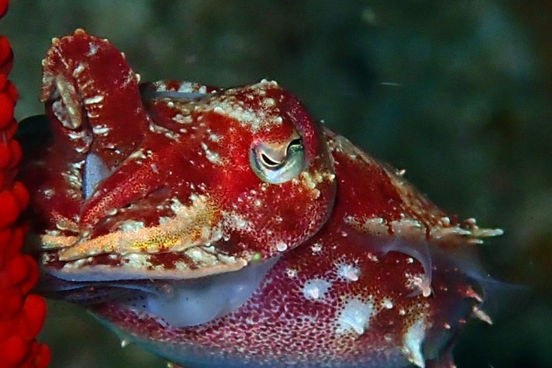 crinoid_cuttlefish.JPG
