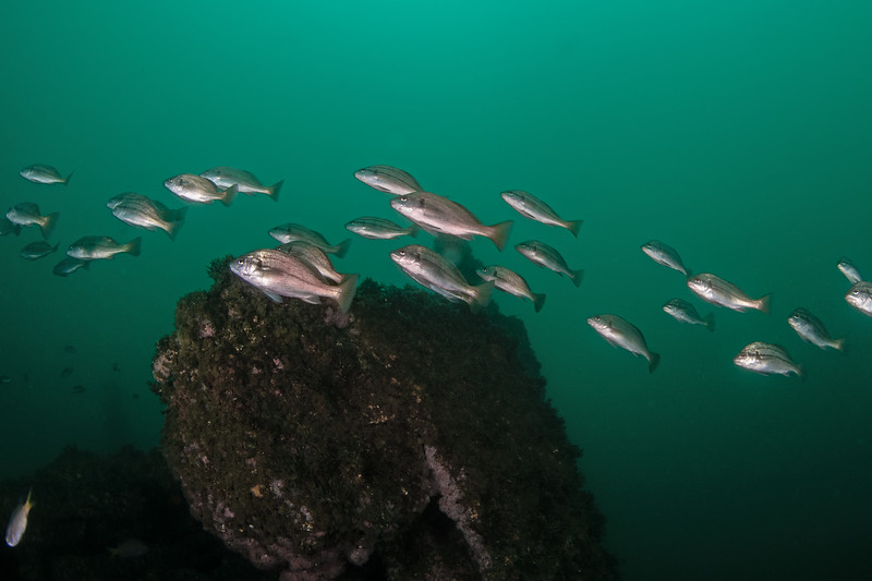 Croakers%20DSC_5655-L.jpg Croakers%20DSC_5655-L.jpg