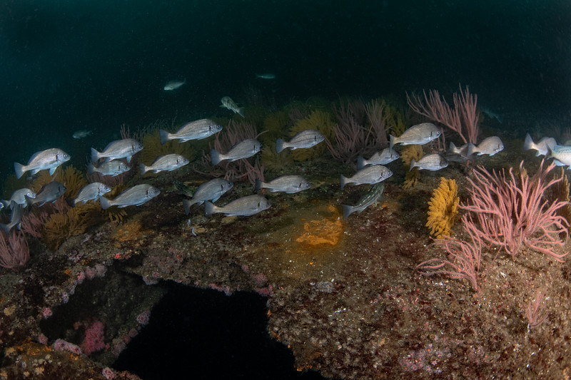 Croakers%20on%20barge%20DSC_5717-L.jpg