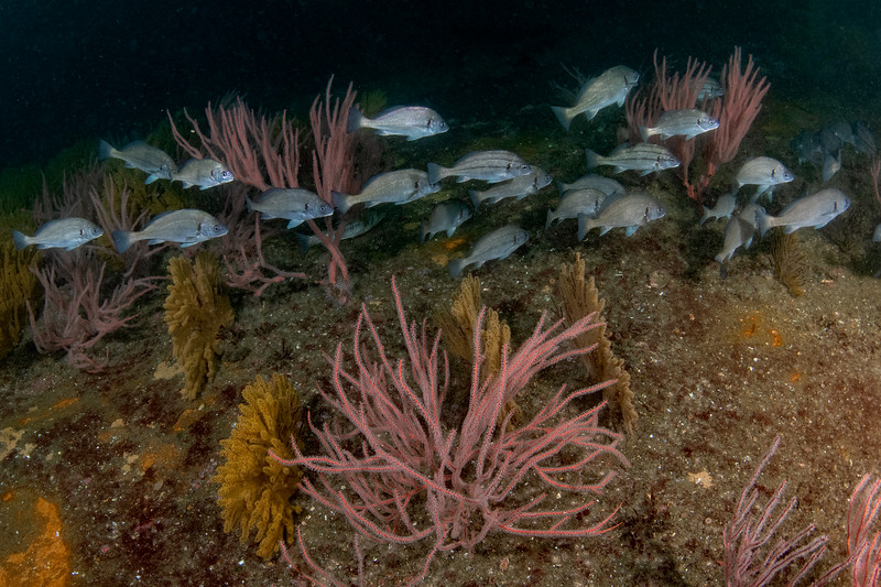 Croakers%20on%20barge%20DSC_5718-L.jpg