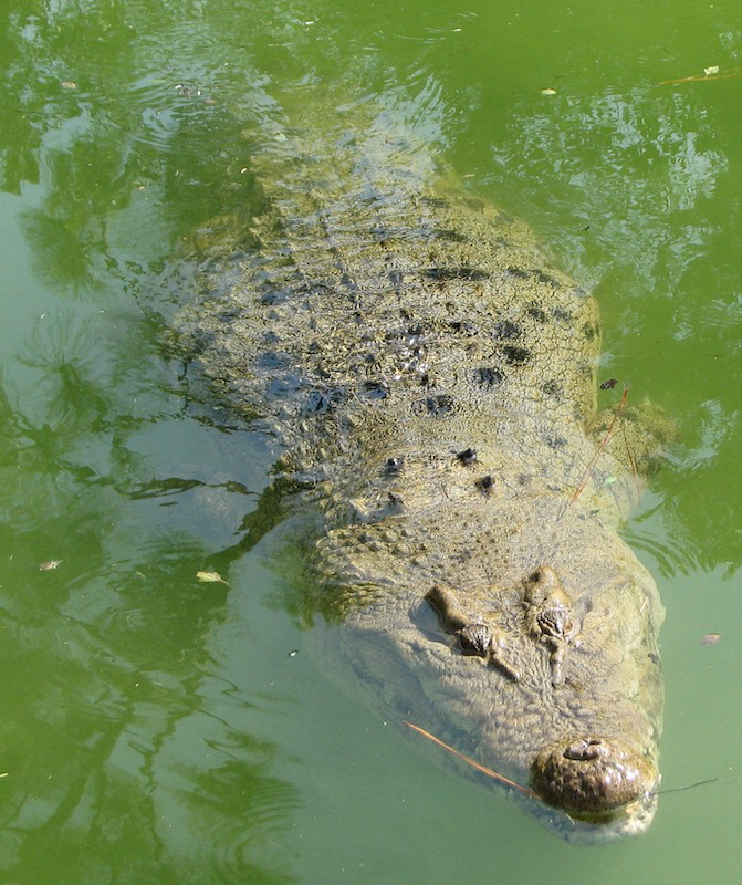 Crocodiles.png