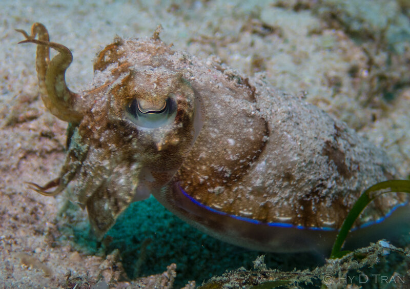cuttlefish-close-5161417.jpg