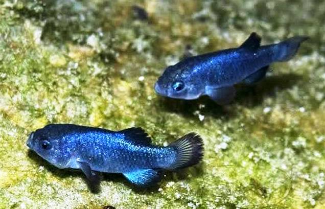 cyprinodon_diabolis_zps83f83960[1].jpg