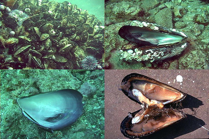 DDDB 691 mussel beach sm.jpg