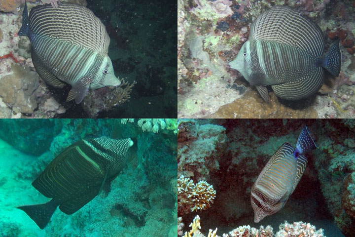 DDDB 715 sailfin tang sm.jpg