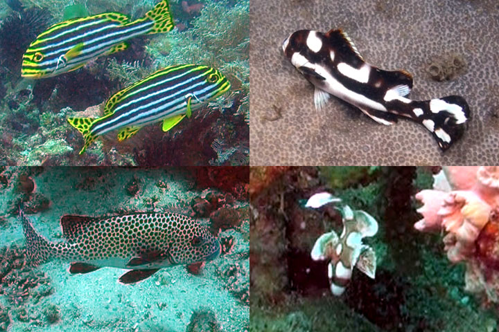 DDDB 718 sweetlips sm.jpg