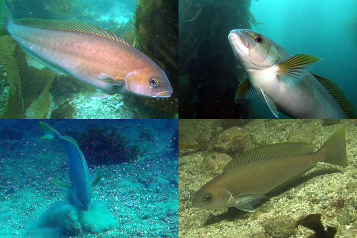 DDDB 721 ocean whitefish sm.jpg DDDB 721 ocean whitefish sm.jpg