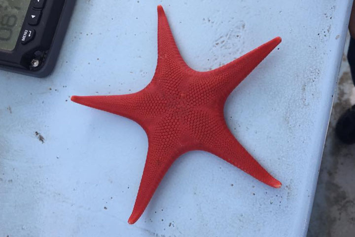 DDDB 731 red sea star.jpg