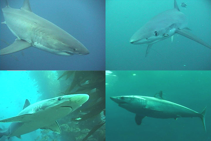 DDDB 732 sharks sm.jpg