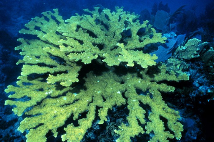 DDDB 750 elkhorn coral.jpg