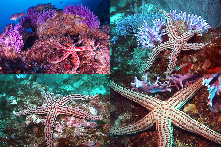 DDDB 758 red spotted starfish sm.jpg