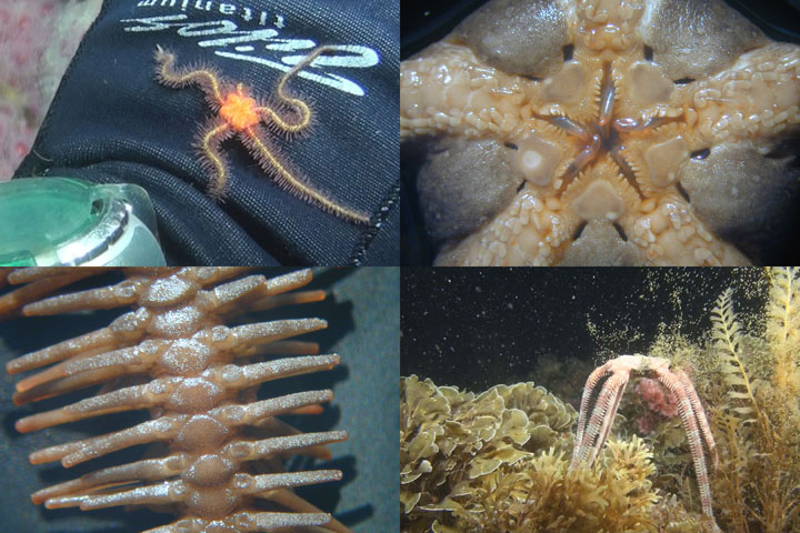 DDDB 790 ophiuroids sm.jpg DDDB 790 ophiuroids sm.jpg