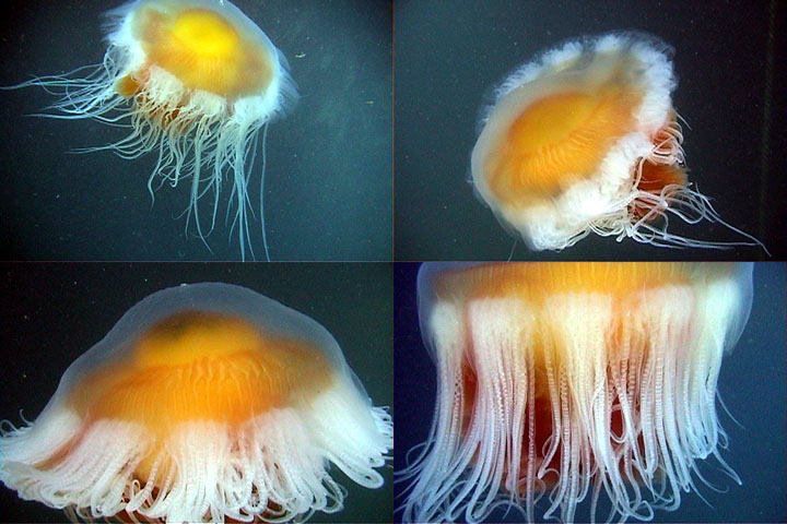 DDDB 803 fried egg jellyfish sm.jpg DDDB 803 fried egg jellyfish sm.jpg