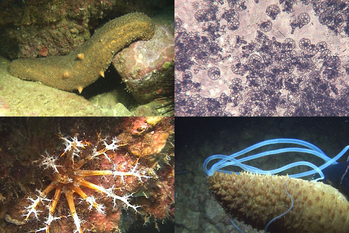 DDDB 804 sea cucumbers sm.jpg DDDB 804 sea cucumbers sm.jpg