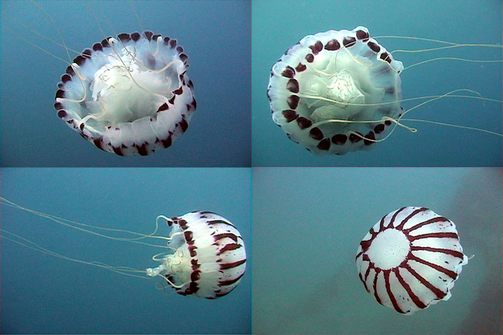 DDDB 809 purple striped jellyfish sm.jpg DDDB 809 purple striped jellyfish sm.jpg