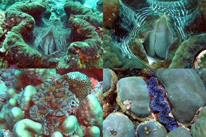 DDDB 818 giant clams sm.jpg