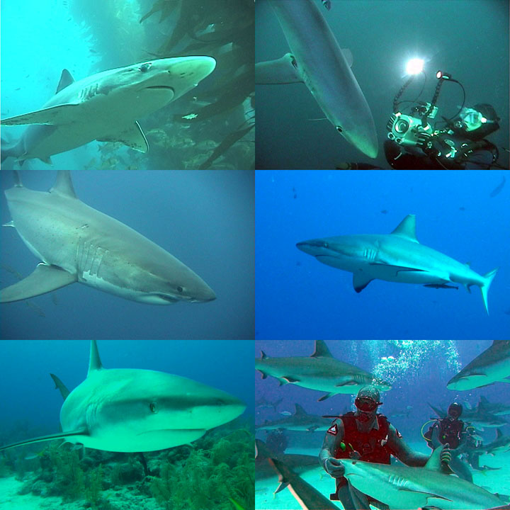 DDDB 822 shark week sm.jpg