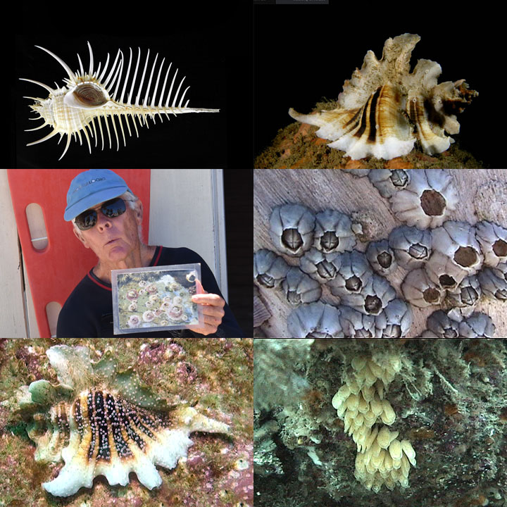 DDDB 827 murex barnacles sm.jpg DDDB 827 murex barnacles sm.jpg
