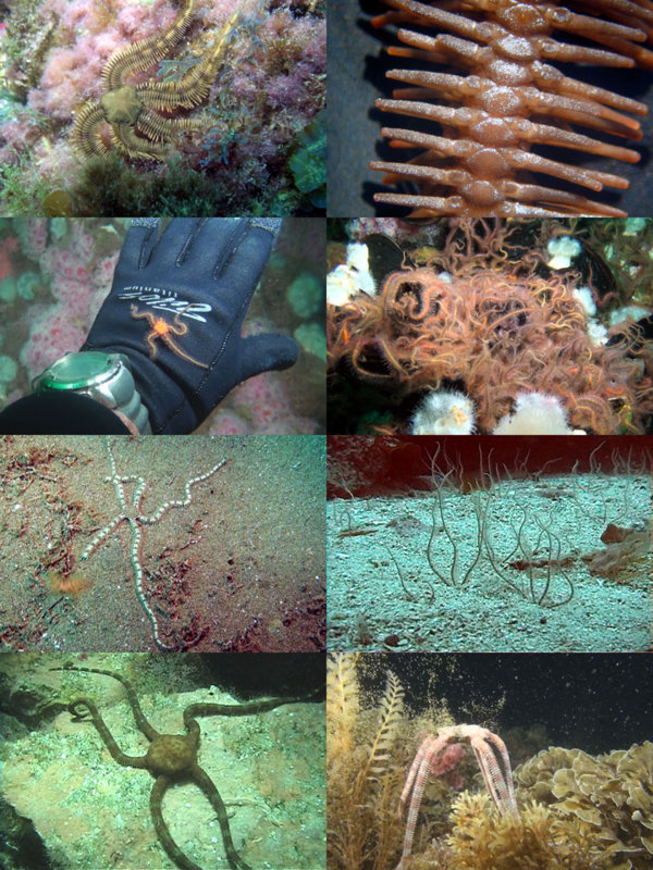 DDDB 839 brittlestars sm.jpg DDDB 839 brittlestars sm.jpg