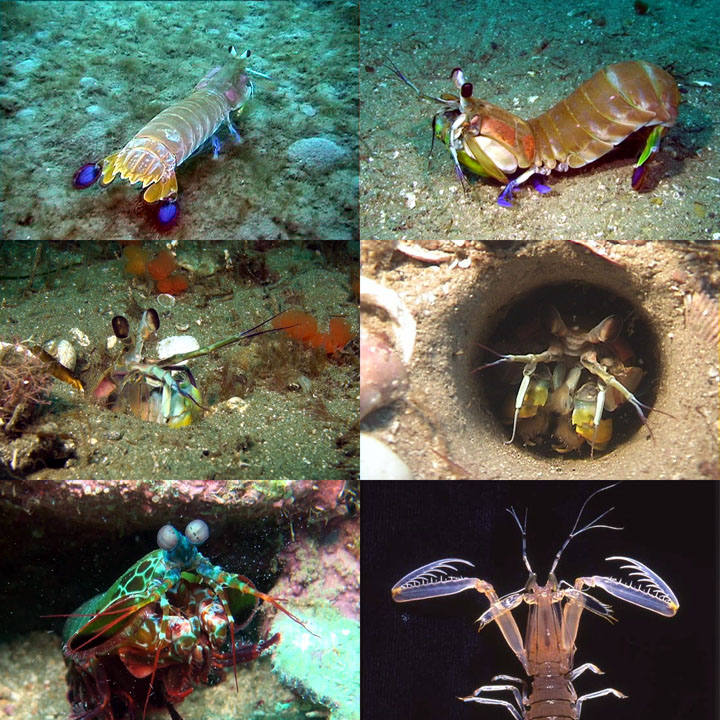DDDB 848 mantis shrimp sm.jpg DDDB 848 mantis shrimp sm.jpg