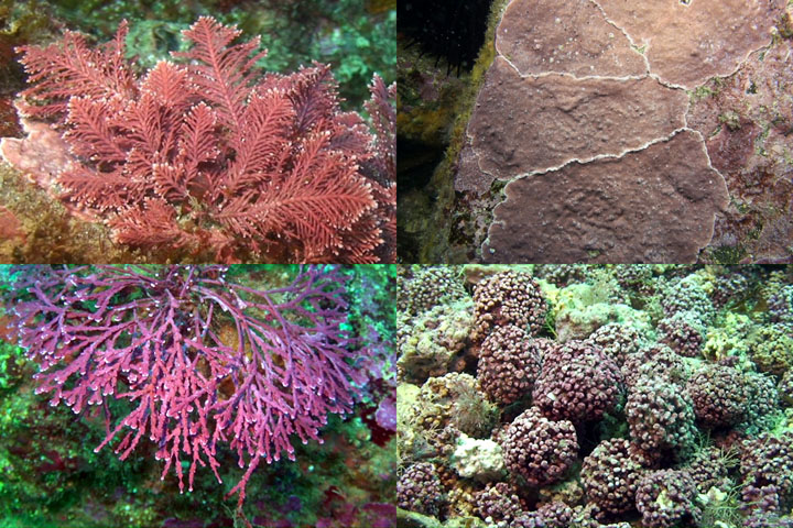 DDDB 852 coralline algae sm.jpg
