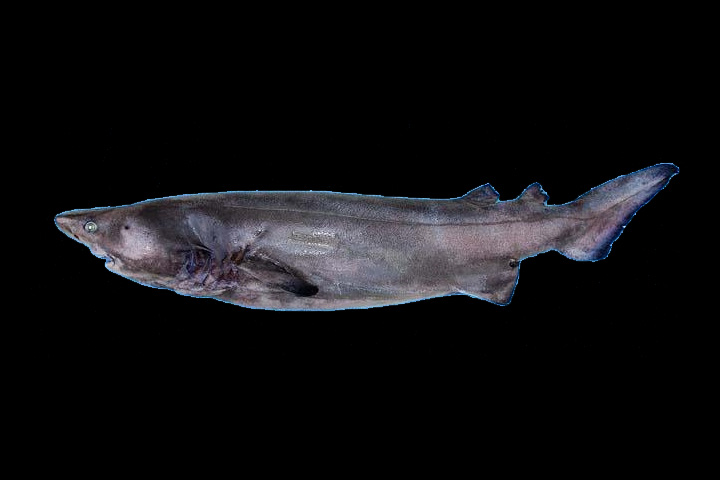 DDDB 859 prickly shark.jpg DDDB 859 prickly shark.jpg