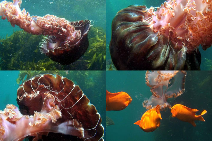 DDDB 865 black sea nettle sm.jpg DDDB 865 black sea nettle sm.jpg