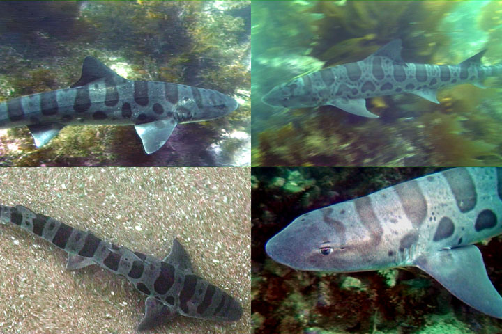 DDDB 872 leopard shark sm.jpg