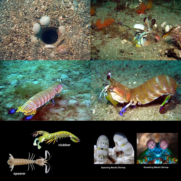 DDDB 875 mantis shrimp sm.jpg