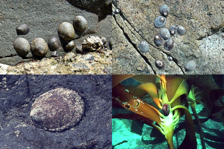 DDDB 883 limpets sm.jpg DDDB 883 limpets sm.jpg