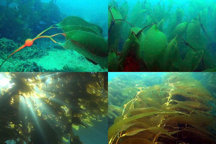 DDDB 884 kelp monospecies sm.jpg