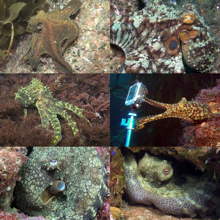 DDDB 892 octopuses sm.jpg