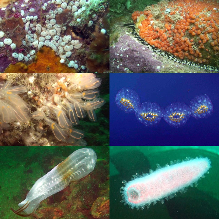 DDDB 895 tunicates sm.jpg DDDB 895 tunicates sm.jpg
