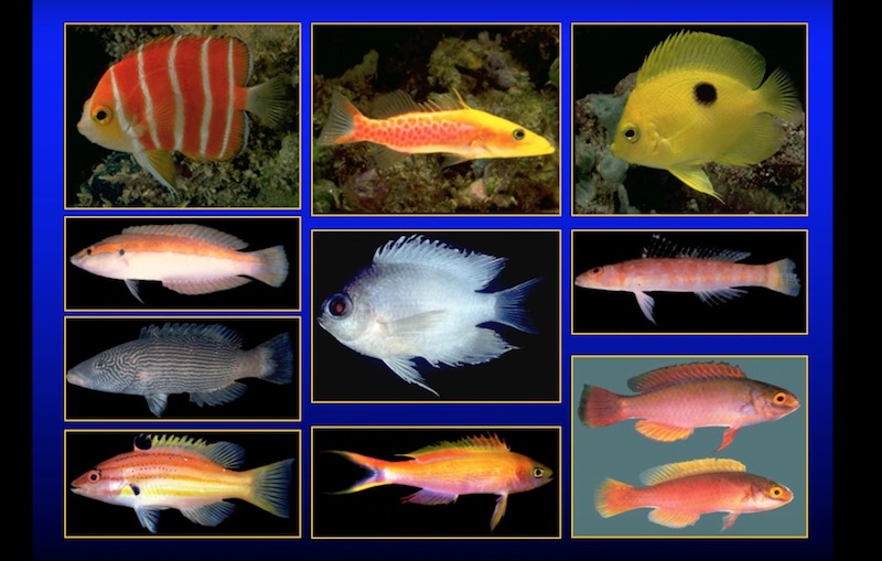 deep-reef-fish-pyle.jpg
