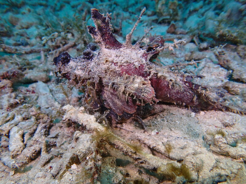 DEVIL SCORPION FISH.jpg