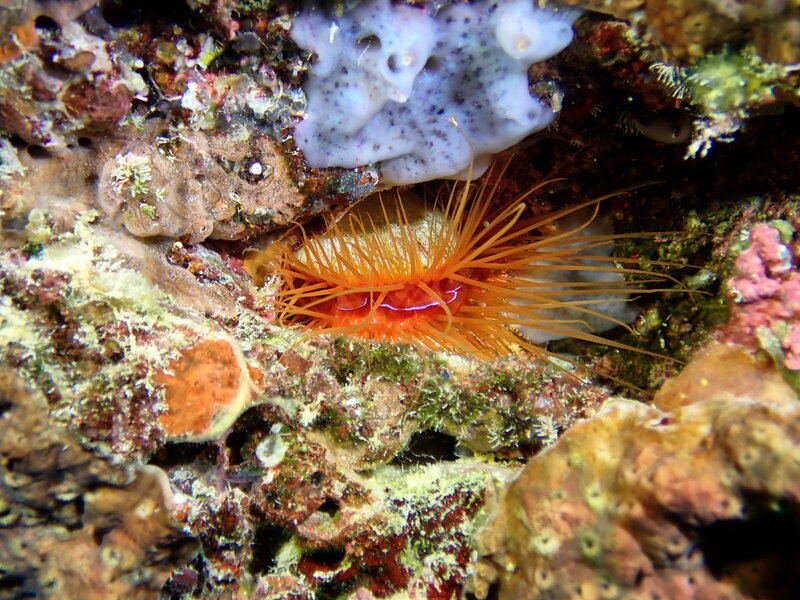 DISCO CLAM PANGLAO BOHOL.jpg