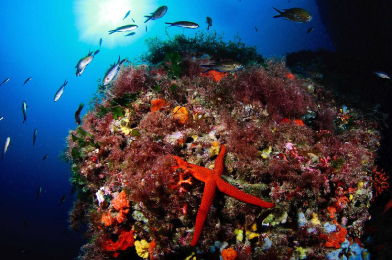 Dive Formentera-1.png