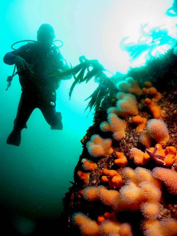 diver-with-corals-1520814.jpg