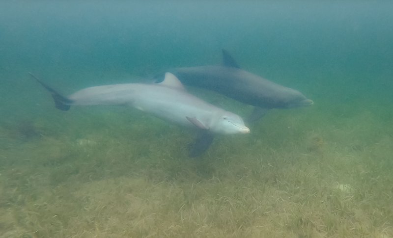 Dolphin2 copy.jpg