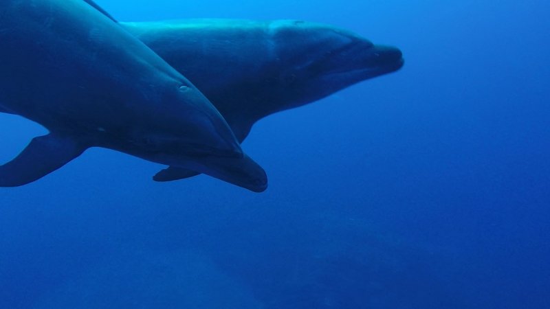 dolphins 5.jpg