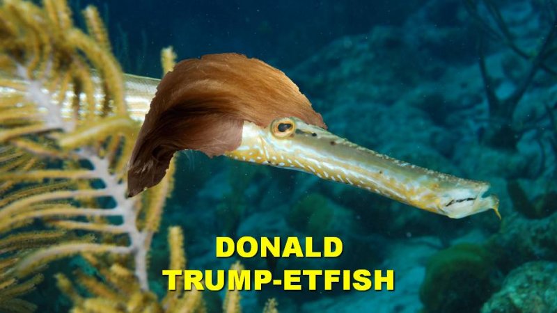 Donald Trumpetfish.jpg