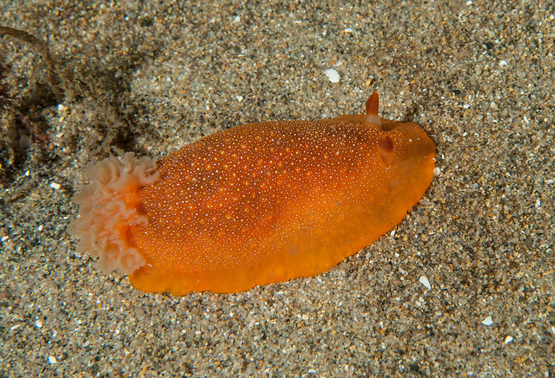 Doriopsilla%20albopunctata_DSC6100-X2.jpg Doriopsilla%20albopunctata_DSC6100-X2.jpg