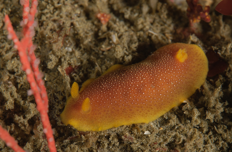 Doriopsilla%20gemela_zpse4k64siq.jpg Doriopsilla%20gemela_zpse4k64siq.jpg