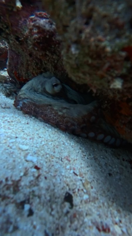 Double Reef_20250730_01.jpg